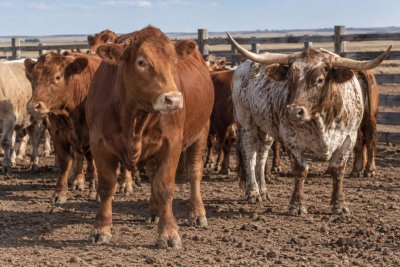 US Beef Import Quota Opens 300K Tons; JBS Not Sole Beneficiary